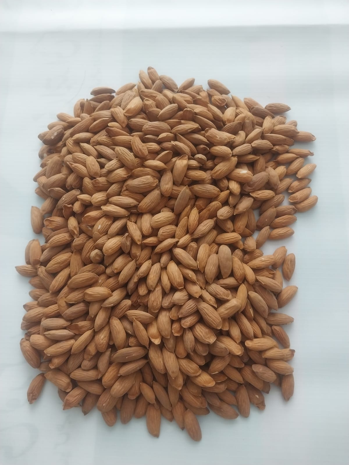 Kashmiri Almond Kernel